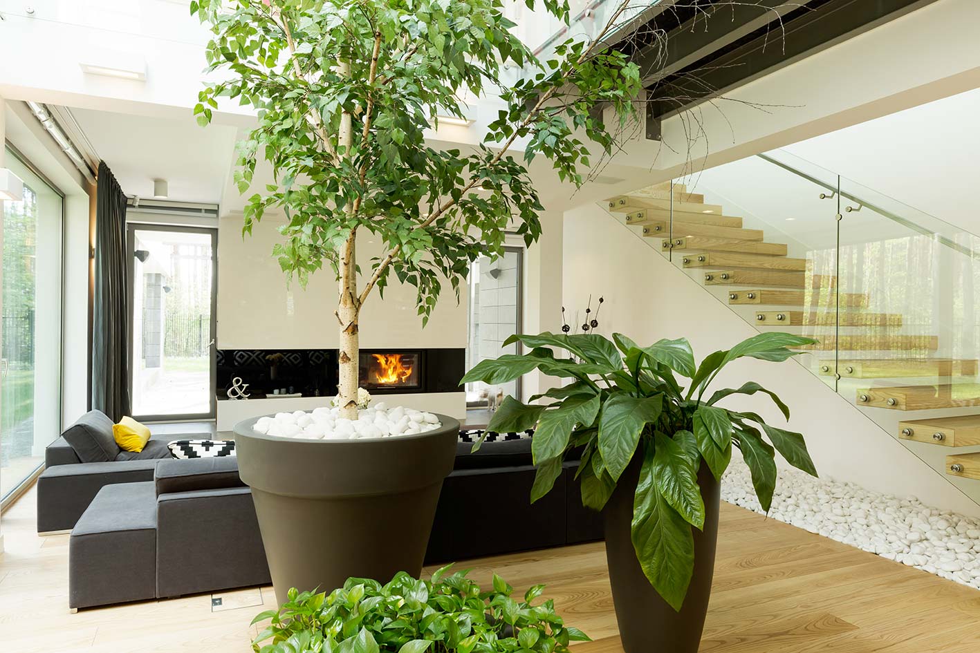 piante-per-casa