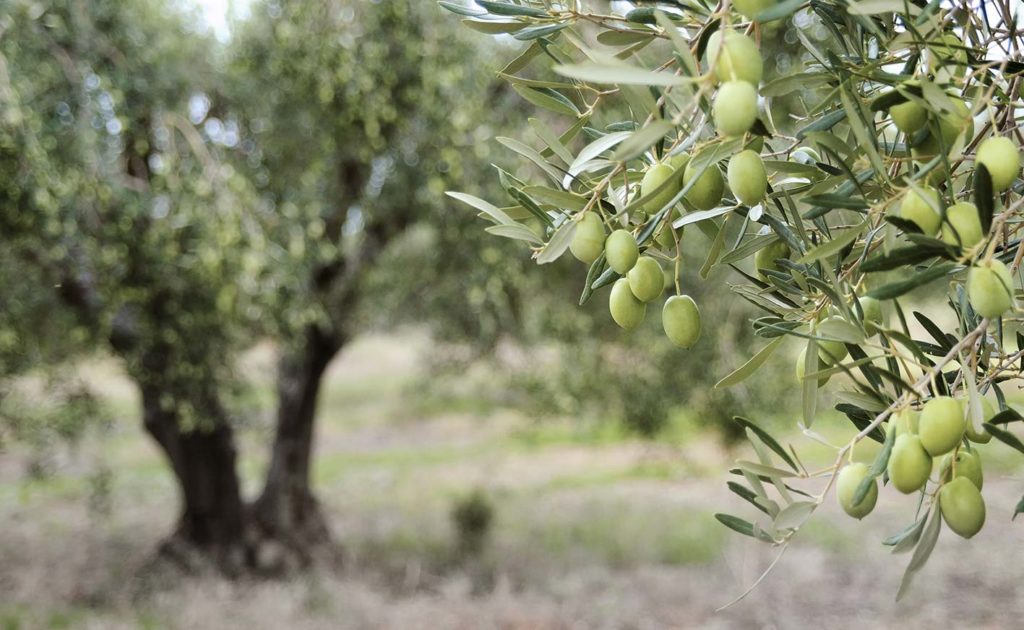 pianta olivo